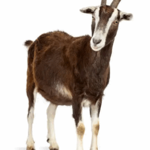 Full healthy Goat Meat