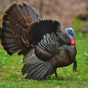 Live turkey Delivered to You!